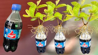 Propagation Guava Tree From Cutting In A ThumsUP Soft Drink