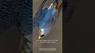 Nature’s Missile: The Peregrine Falcon