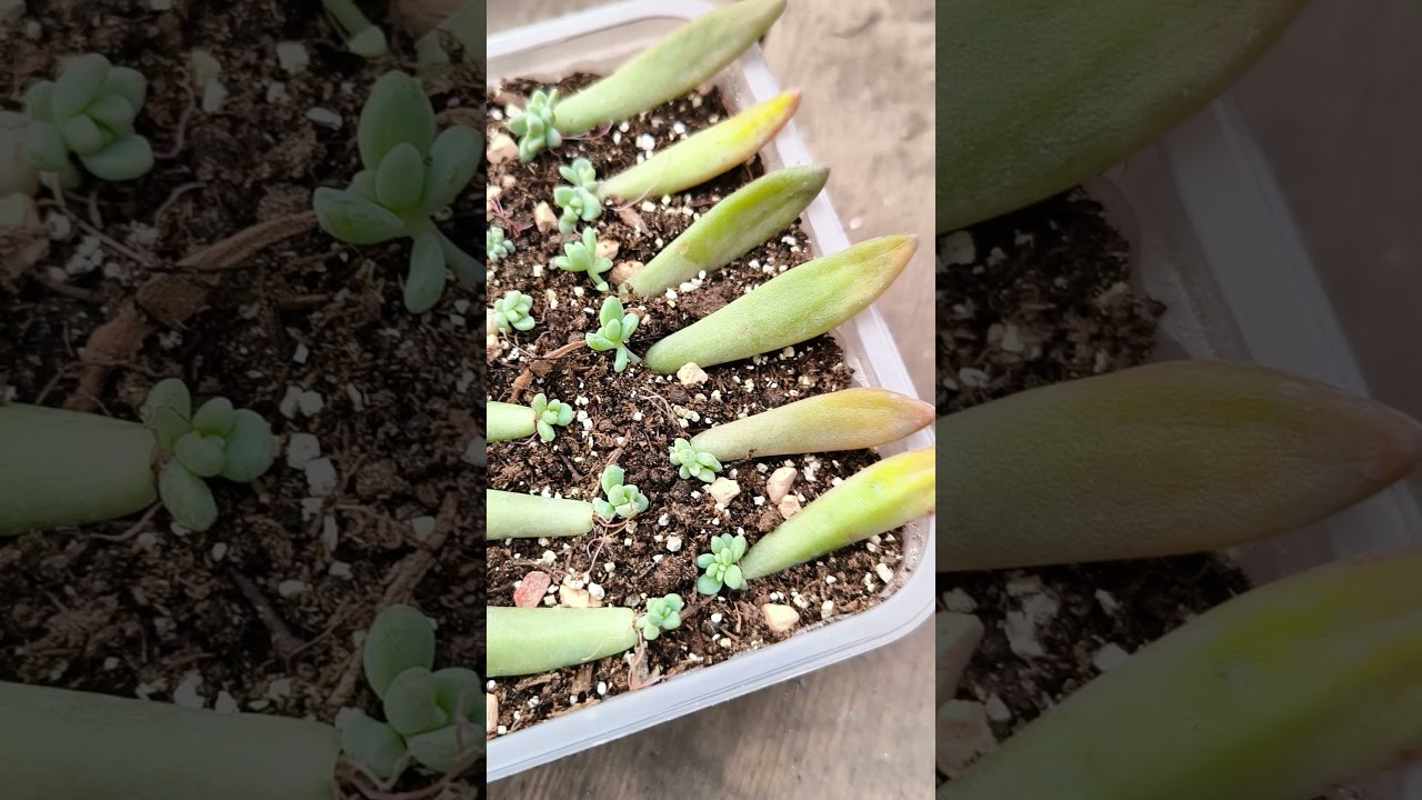 This Succulent Trick is Blowing Up 