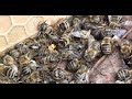 Потравы пчёл апрель 2020 Сумская обл  Роменский район