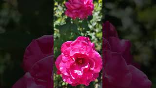 beautiful plants for home garden 2 #plants #garden #shortvideo #roses #bee #plantslover #outdoors