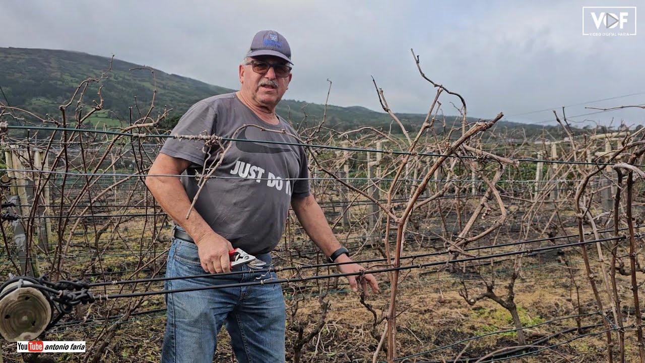 Podar a vinha do Henrique Alvernaz 2024 Prainha Ilha Pico