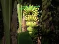 Lakhimpur Kheri Uttar Pradesh kisanon ki halat kele ki sad moment #viralsadvideo #kisan #videoshort