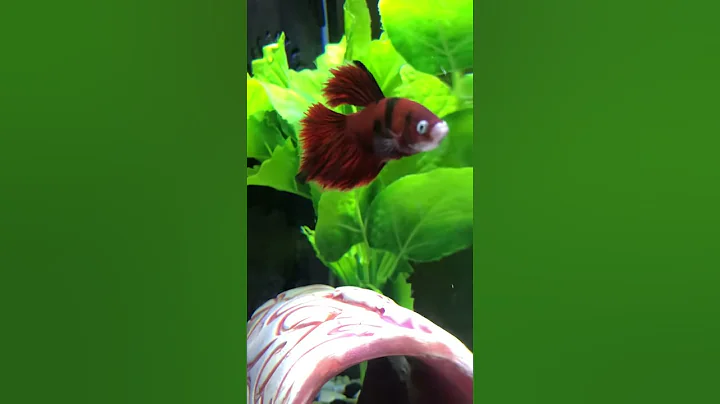Reefer nailed his training session
