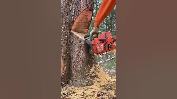 Arborist use controlled uphill tree felling technique