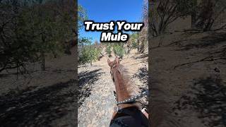 Trust the Mule: Navigating Arroyos of Western New Mexico