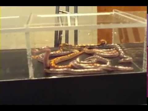 backlash winner maryland reptile show 1-09-10.wmv
