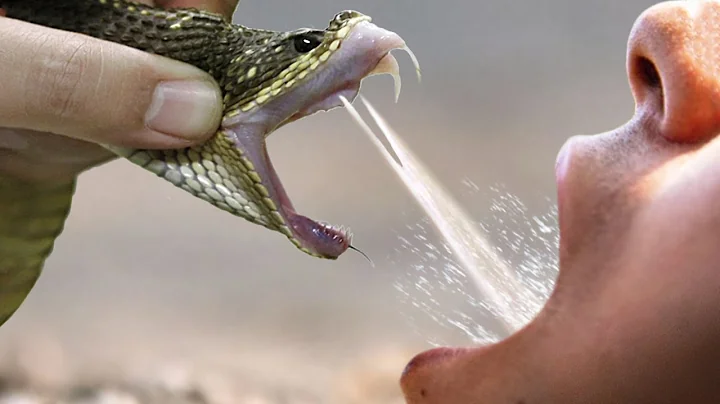 Why Can We Drink the Snake's Venom And Stay Alive? - DayDayNews