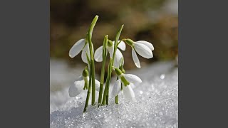 Song of the Snowdrops screenshot 4