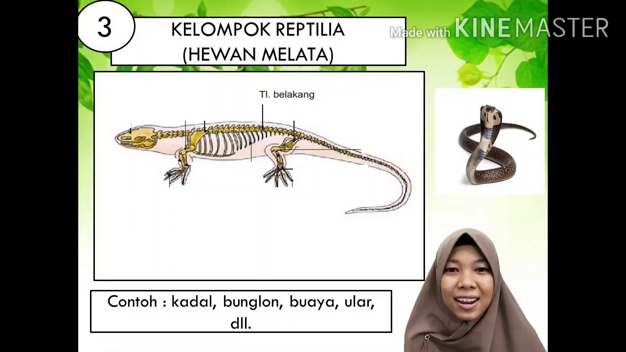 TEMATIK KELAS 5  VERTEBRATA DAN AVERTEBRATA  YouTube