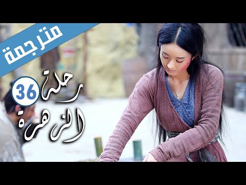 الحلقة 36 من الدراما الرومانسية رحلة الزهرة The Journey Of Flower