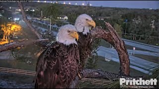 SWFL Eagles ~ OWL STRIKE ON R23-3 & KNOCKS HER OFF ATTIC! SHE DOES NOT RETURN TO TREE! 2.28.23