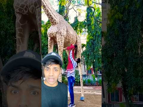 معرفتش هطلعا على الزرافة 