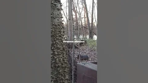 Christmas  hunt
