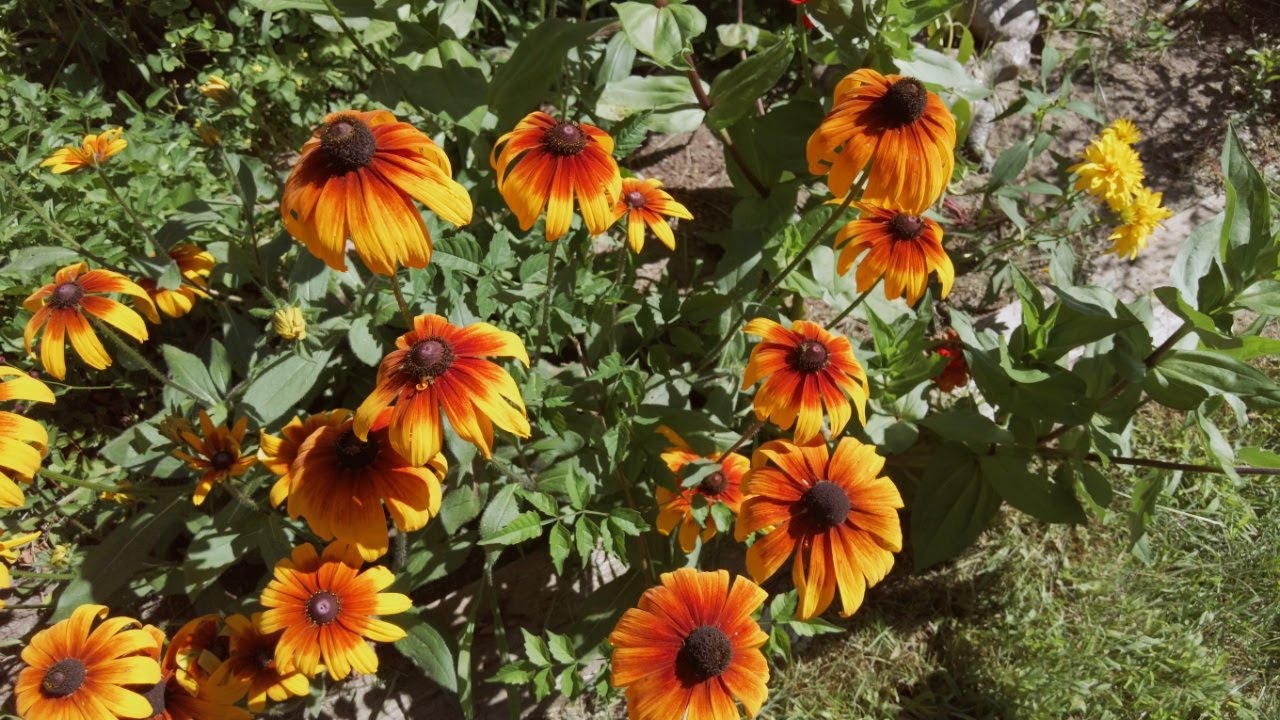 Late Summer Garden Tour Southeastern Ontario Perennial and Annual