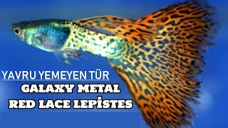 Yavru yemeyen ilk lepistes Türü - Galaxy Metal Red Lace
