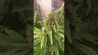 Mars Hydro TSW 2000 AgroLed Isunlight (Day 90/78)