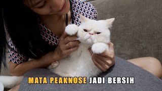 Cara TERUPDATE Membersihkan Mata Kucing Peaknose