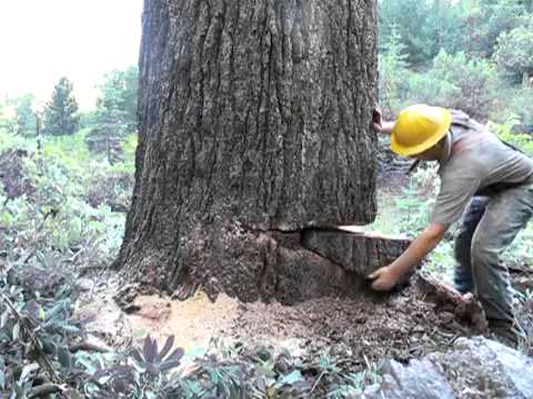 Cara Menebang Pokok Pine Gergasi - YouTube