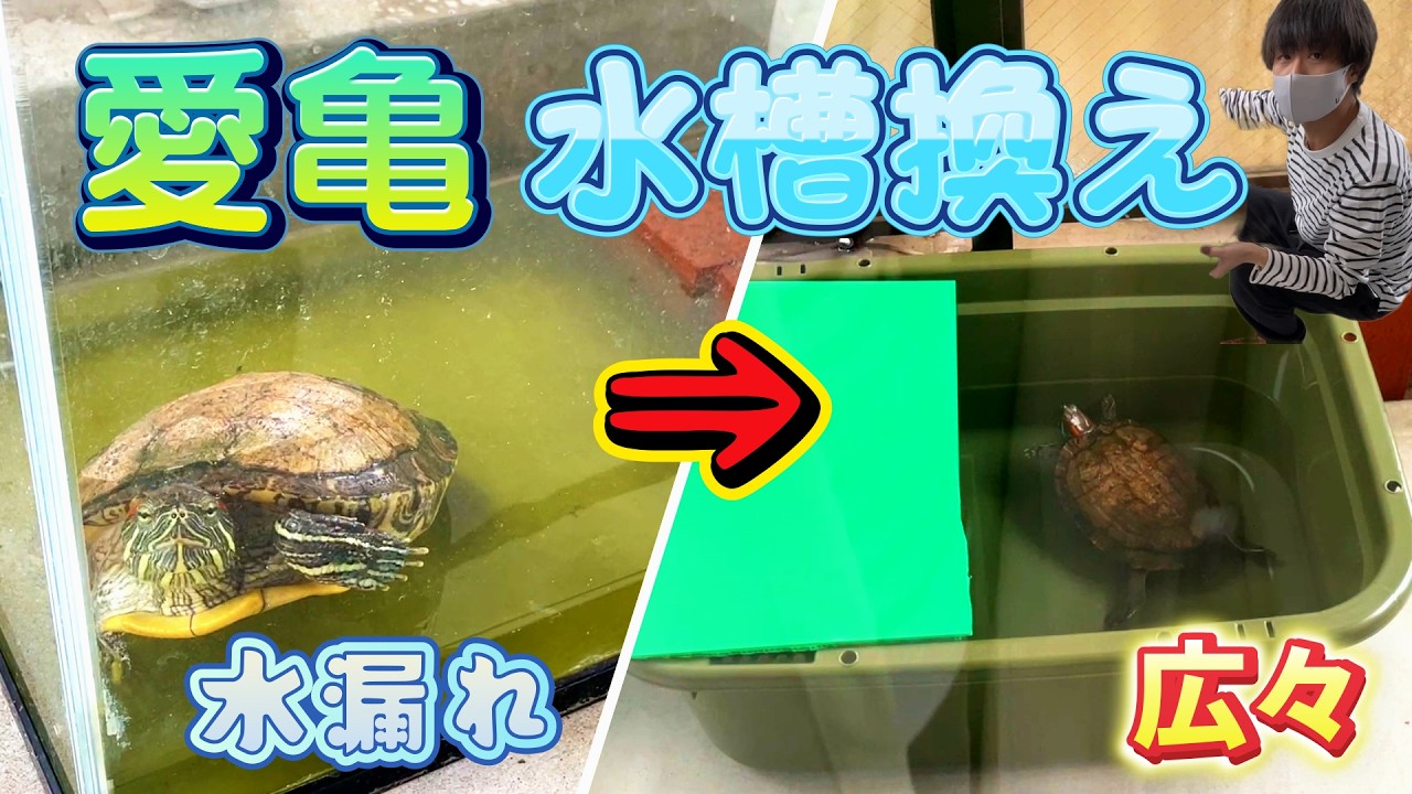 カメ飼育】気になっていた飼育ゲージを紹介！ - YouTube