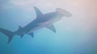 Наша планета Тварини океану 4К: Акула - сценічний фільм із заспокійливою музикою