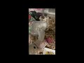 パールドワーフハムスターのお手洗いでスッキリ2021 11 23 #shorts