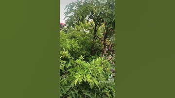 Trị Đau nhức xương khớp từ lá cây đinh lăng.