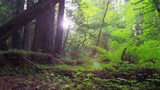 Sunlight Through Trees in Redwood Forest