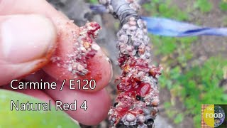 E120 RED FOOD DYE IS BLOOD FROM BUGS - COCHINEAL