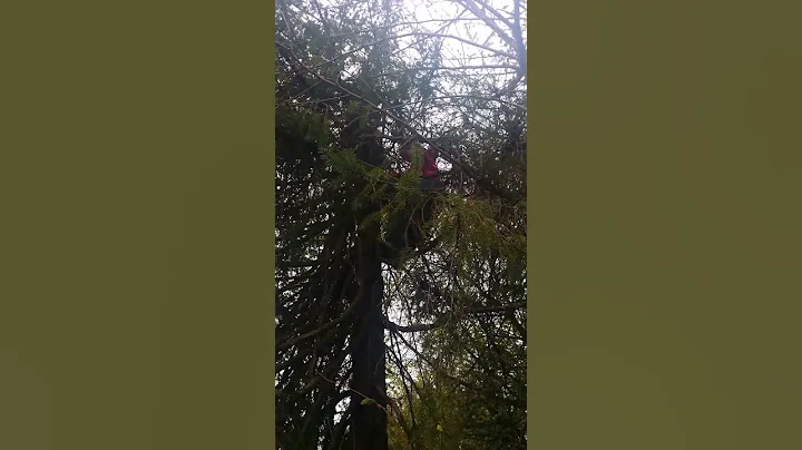 Kimberly Eagle Saves my cat Spaz!