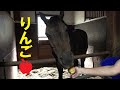 初物のリンゴ🍎を食べるモカちゃん