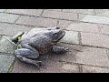 ウシガエルってデカいねぇ　American bullfrog is a big frog (Lithobates catesbeiana)