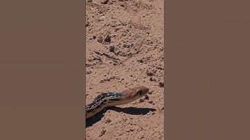 snake dance #snakedance