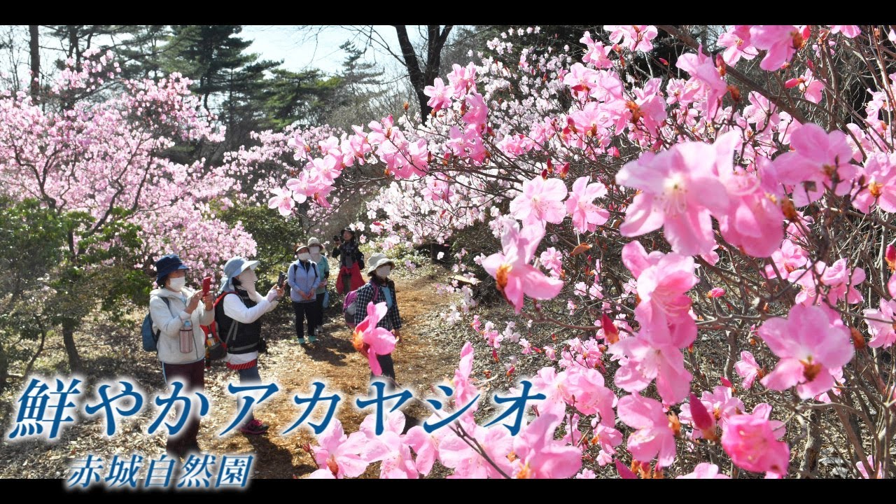 色鮮やかアカヤシオ 赤城自然園 群馬県渋川市 で見ごろ Youtube 色鮮やかアカヤシオ 赤城自然園 群馬県渋川市 で見ごろ Youtube