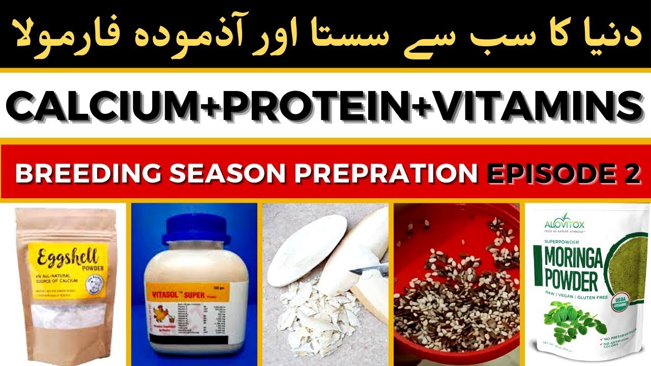 Best Multi Vitamin for Lovebirds Best Multivitamin for Birds