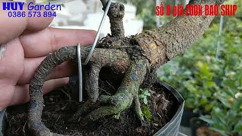 Mai Cúc VIP, Cúc 4 Long, Cúc Hoàng Hậu gốc đẹp 😚 10-08