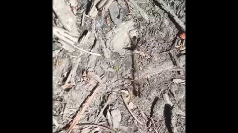 Ants kill centipede and fight for the kill