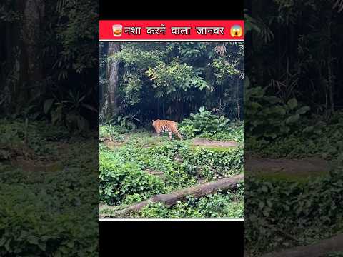 Jaguar नशा क्यों करता है? 😳🐆 #facts #shorts #amazingfacts