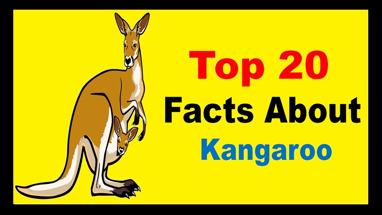 Kangaroo - facts - YouTube