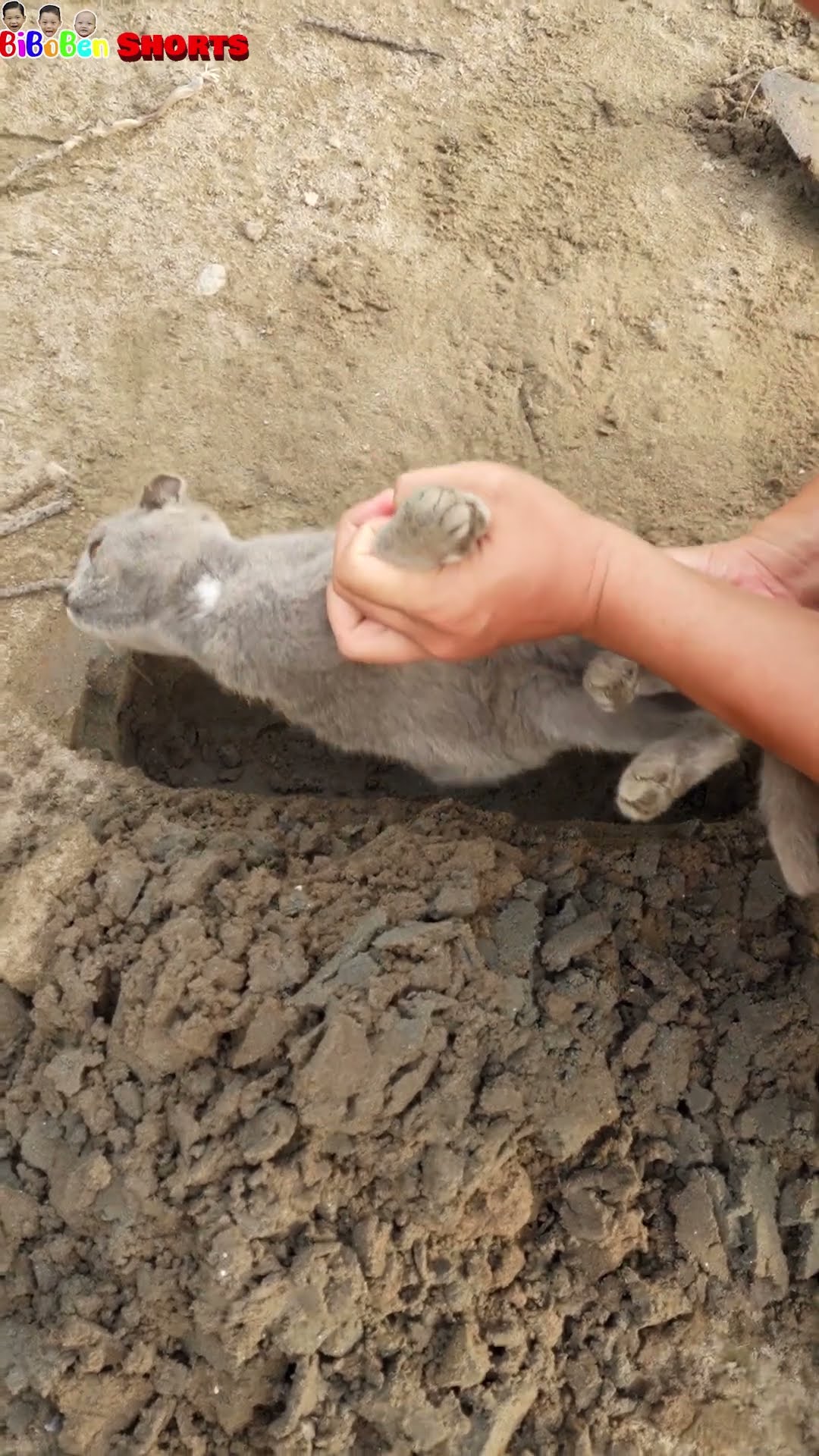 BiBoBen Shorts | Prank on kitten ?