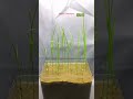 Growing Rice Time Lapse Compilation Satisfying Plants AmazingTubeTimeLapse GreenTimelapse