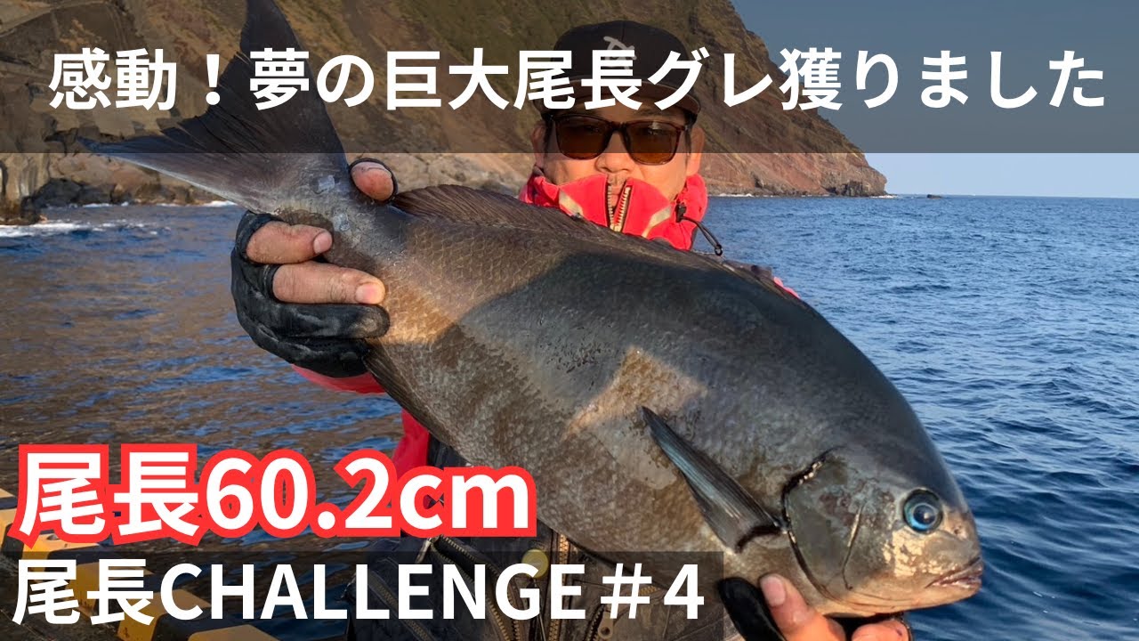 【尾長チャレンジ＃4】尾長グレ60.2cm｜グレ釣り｜フカセ釣り｜伊豆諸島｜磯釣り