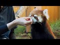 【2021/8/11】八景島シーパラダイスのコキンちゃん(♀)⇒Red Panda "Kokin"-Yokohama Hakkeijima(In Aug of 2021)