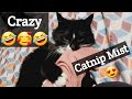 Crazy Catnip🥰