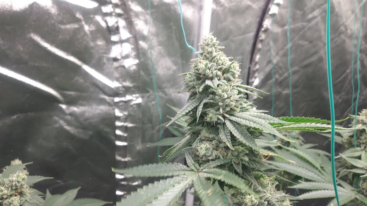 (18 + age Content) 500w MARS HYDRO GROW. 3 GG4 Day 46. January 17, 2021
