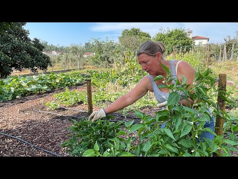 Summer Garden Tour - Our 2nd Year of Growing Food