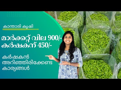 900/- For Bird's Eye Chilli? Farmers You Need To Know This!