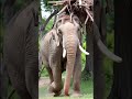 “बंदर और हाथी की समझदारी वाली कहानी 🐒🐘||“ताकत बनाम समझदारी 🐘🐒