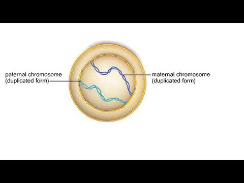 Video: Replicerade homologa kromosomer under profas 1?