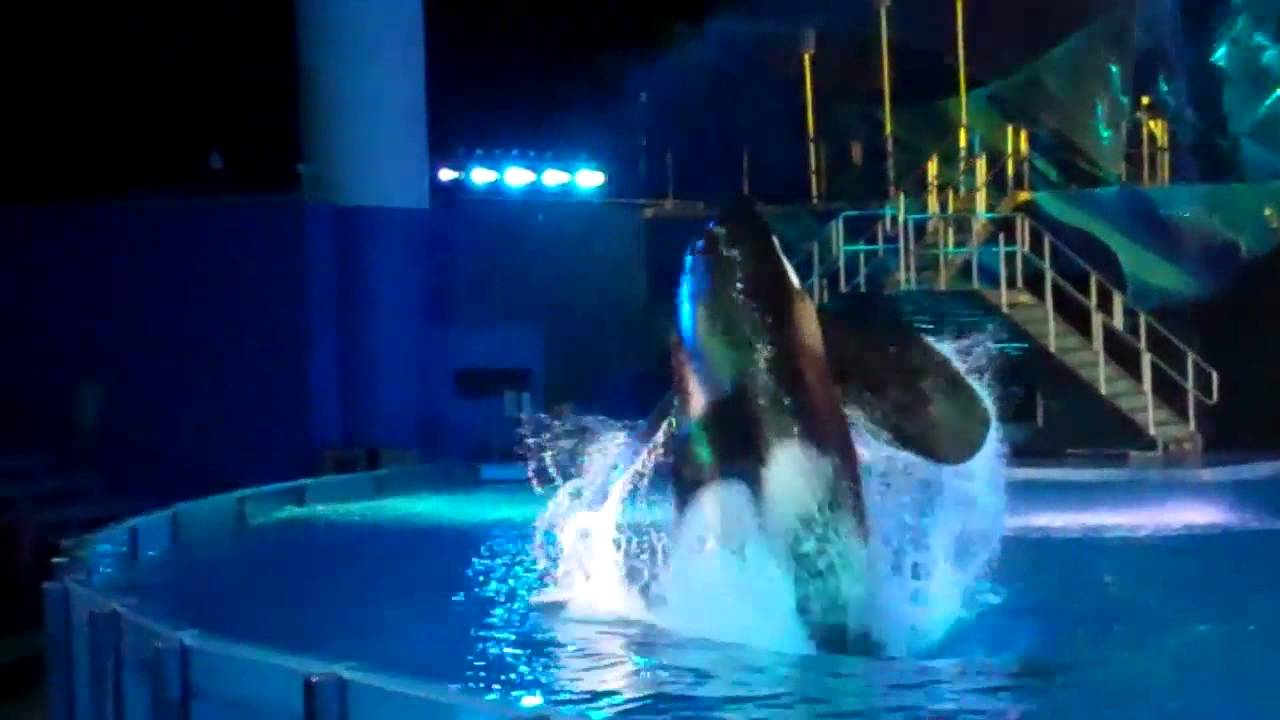 Tilikum Breach - Shamu Rocks - 07.28.12 - YouTube